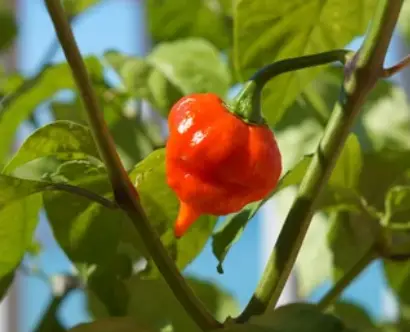 Yard Activity - Everything in and around the yard | How Hot Is Chili Pepper Comparison To Other Types