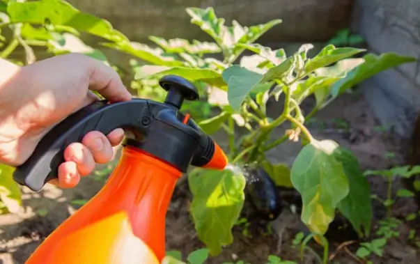 Will Vinegar Kill Vegetable Plants?