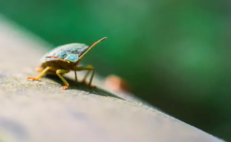 What is The Lifespan of a Stink Bug?