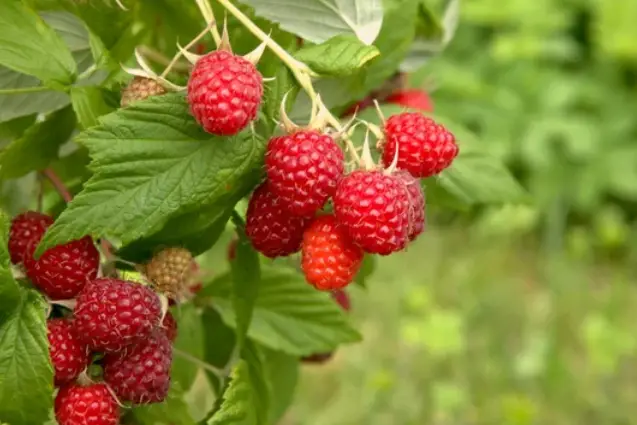What Grows Well With Raspberries?
