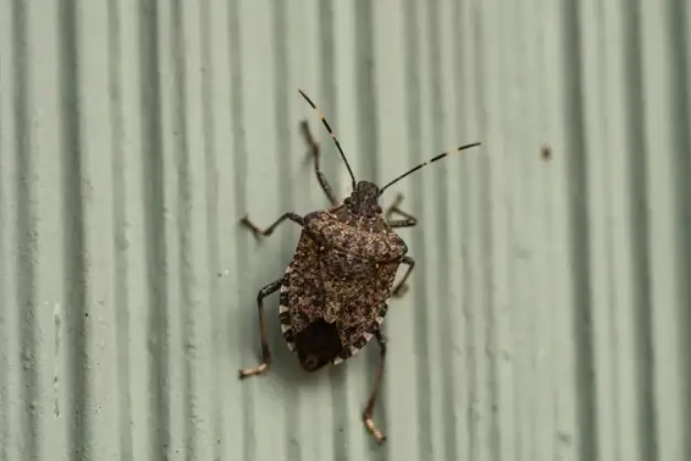 What is The Lifespan of a Stink Bug