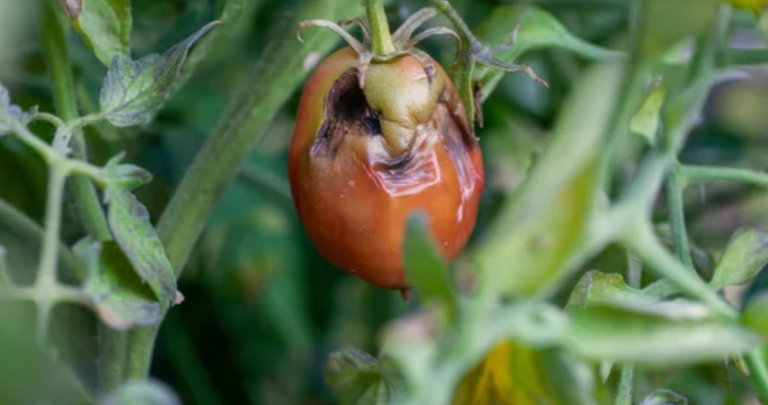 What Causes Dry Rot on Tomatoes?