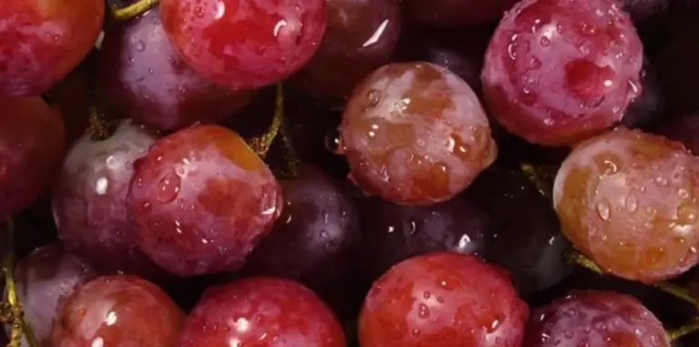 Why Are My Grapes Turning Brown: Causes and Solutions