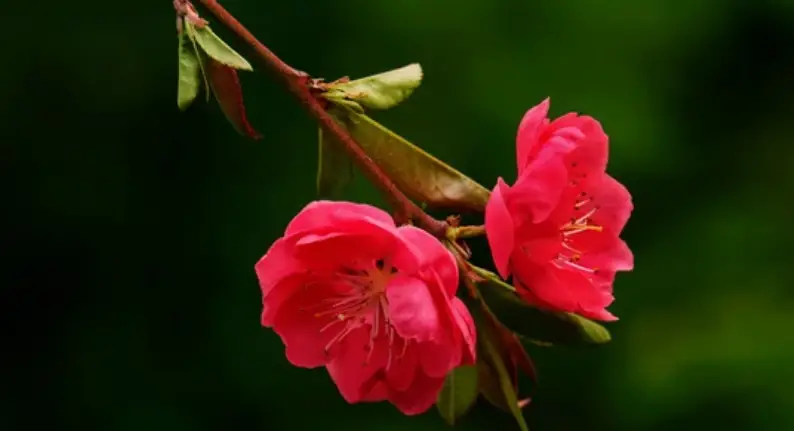 Red Flowering Peach Tree