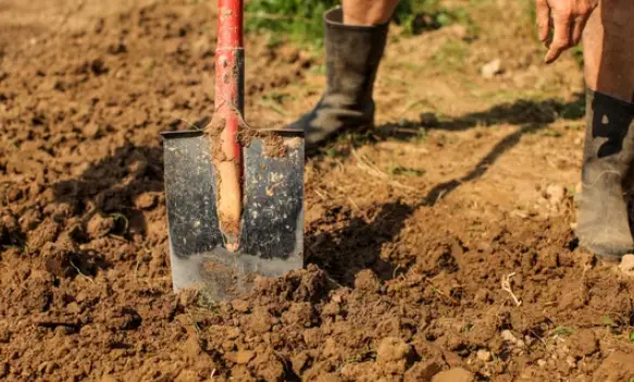 What Trees Thrive in Clay Soil: