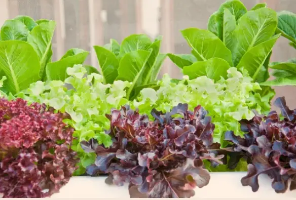 What to Grow in a Hydroponic Garden