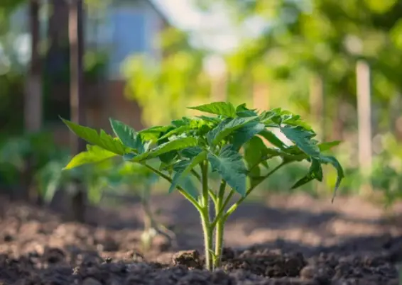 Tomato Seed Planting Depth: How Deep Should You Plant Tomato Seeds?