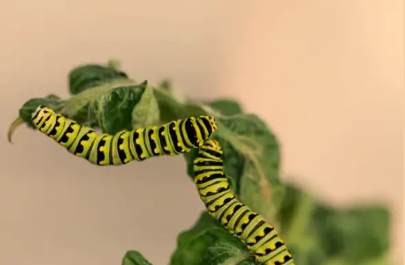 Poisonous Caterpillar in Oklahoma