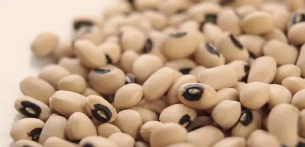 White Beans with Black Spots