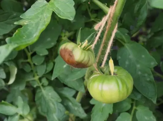 Dry Rot on Tomatoes