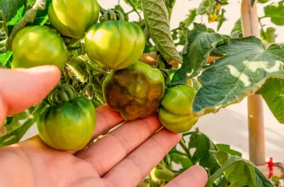 What Causes Dry Rot on Tomatoes