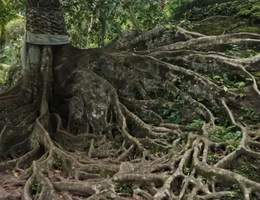 Tree with Longest Roots