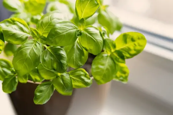 When Does Basil Grow