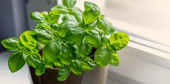 When Does Basil Grow