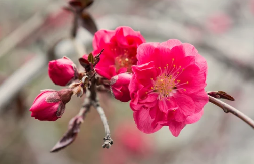 Red Flowering Peach Tree: A Beautiful Addition to Your Garden