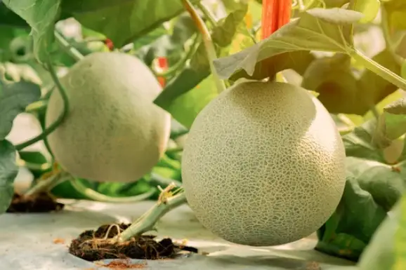 What Type of Fruit is a Cantaloupe: A Clear and Knowledgeable Answer
