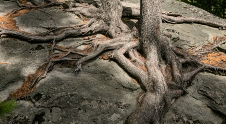 Tree with Longest Roots: Discovering the Extent of Its Root System