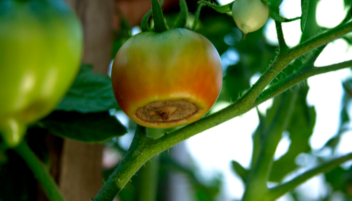 Tomato Blossom Rot Treatment: Tips and Tricks to Save Your Harvest