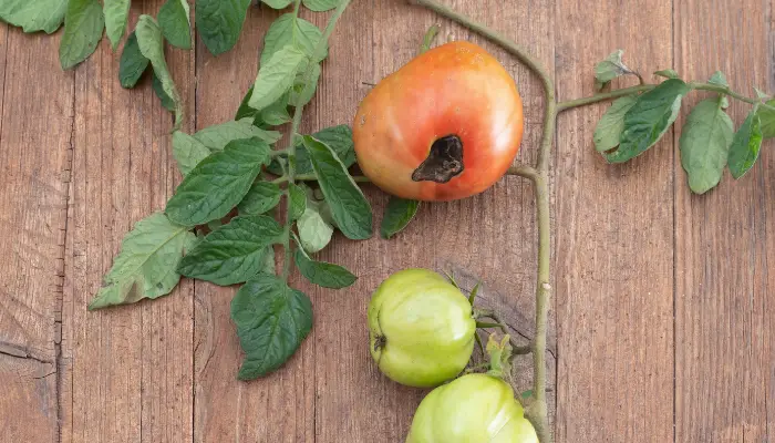 Yard Activity - Everything in and around the yard | Tomato Blossom Rot Treatment: Tips and Tricks to Save Your Harvest