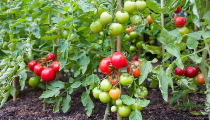 Whopper Tomato Plant