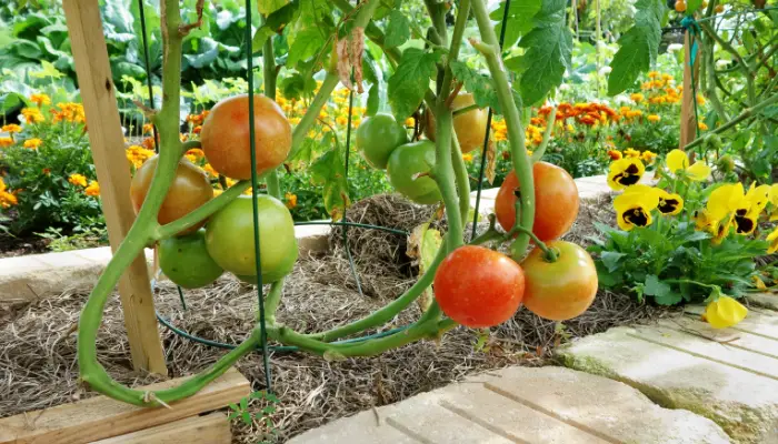 Yard Activity - Everything in and around the yard | Whopper Tomato Plant: Growing Tips and Care Guide