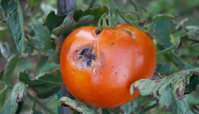 Whopper Tomato Plant