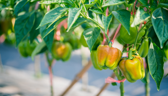What Temperature is Too Cold for Pepper Plants?