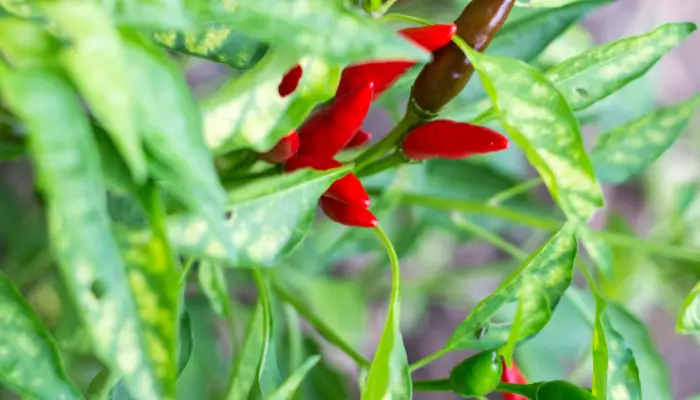 What Temperature is Too Cold for Pepper Plants