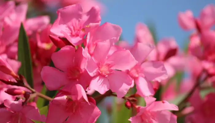What Part of Oleander is Poisonous