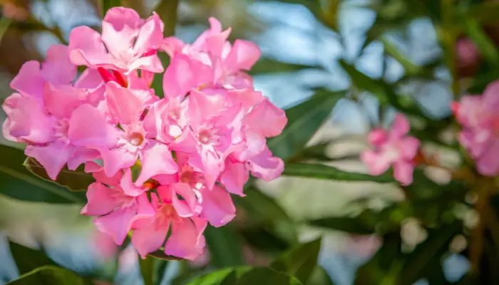 What Part of Oleander is Poisonous