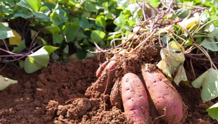 What Can I Plant with Sweet Potatoes