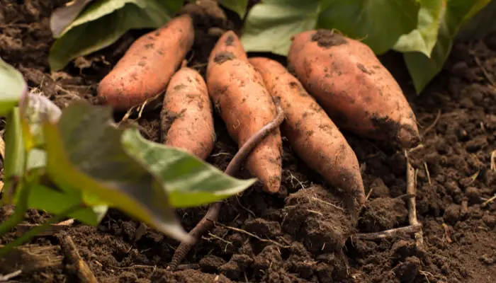 What Can I Plant with Sweet Potatoes