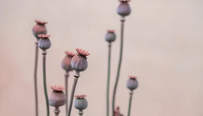 Stardew Valley Poppy Seeds