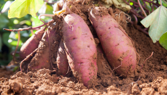Yard Activity - Everything in and around the yard | What Can I Plant with Sweet Potatoes: Companion Plants and Tips