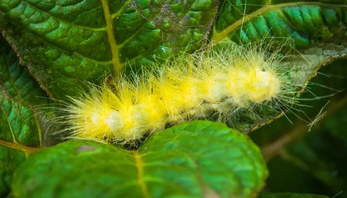 Yellow Woolly Bear Caterpillar's Life Cycle And Stages