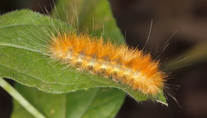 Yellow Woolly Bear Caterpillar’s Life Cycle And Stages