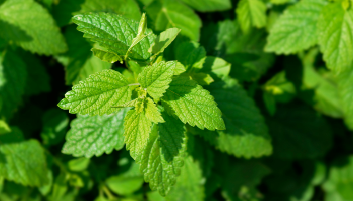 Lemon Balm Water Requirements: A Comprehensive Guide