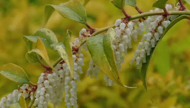 Yard Activity - Everything in and around the yard | Top 10 Small Evergreen Shrubs for Your Garden