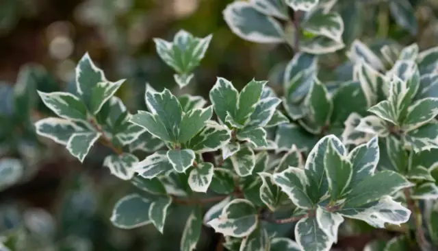 Yard Activity - Everything in and around the yard | Top 10 Small Evergreen Shrubs for Your Garden