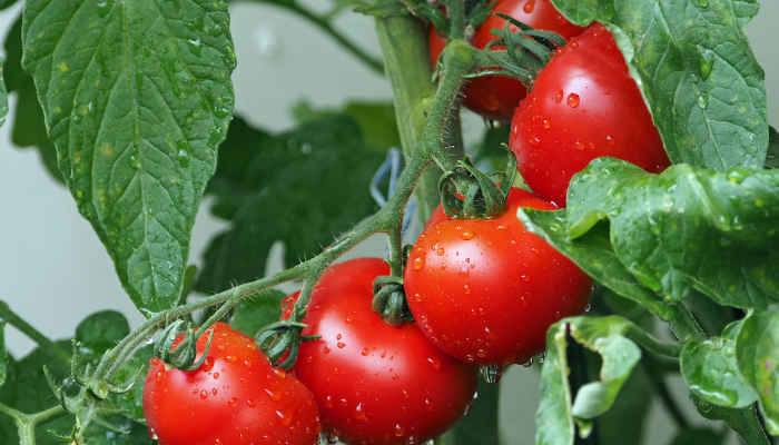 How to Grow and Enjoy Super Steak Tomatoes
