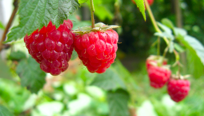 caring for raspberry plants