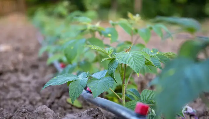 caring for raspberry plants