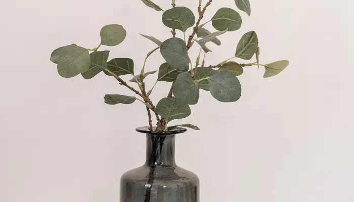 How to Grow Eucalyptus in Pots 