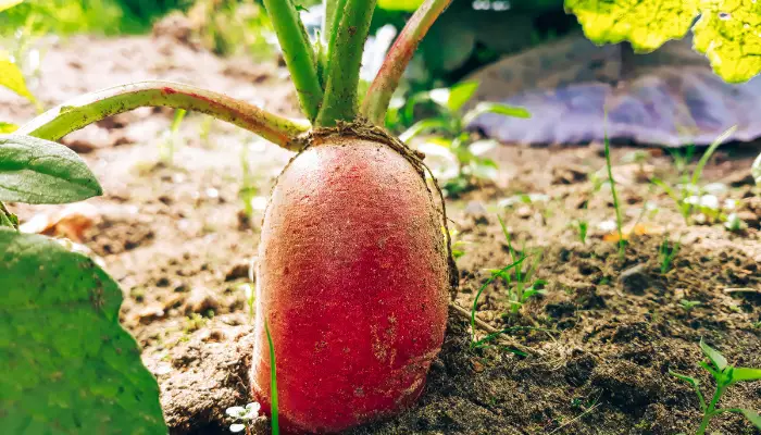 How to Grow Radishes from Seeds