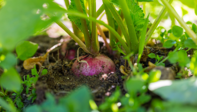 How to Grow Radishes from Seeds