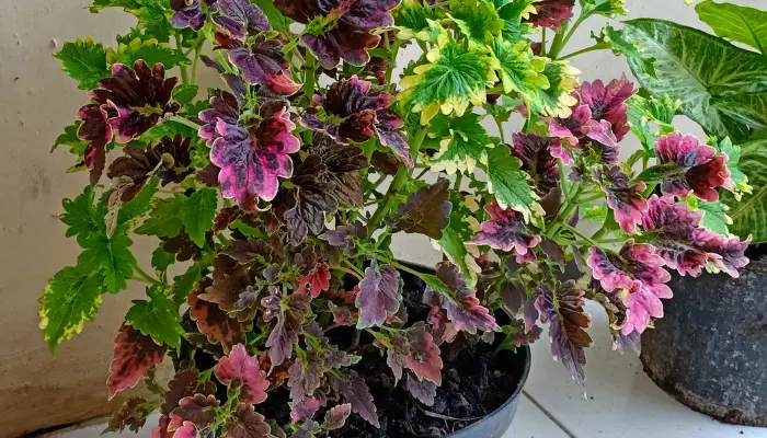 How to Harvest, Store, and Sow Coleus Seeds