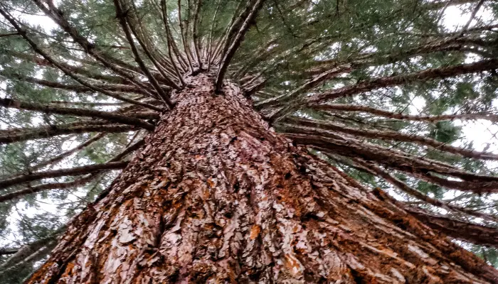 How Long Does It Take a Cedar Tree to Grow