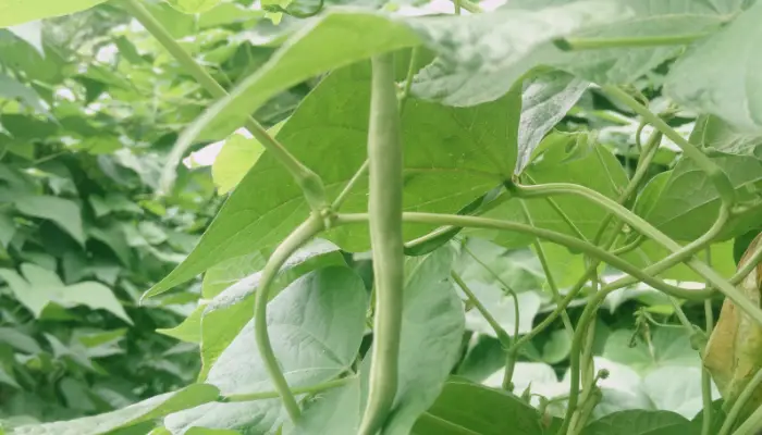 Green Beans Take to Grow