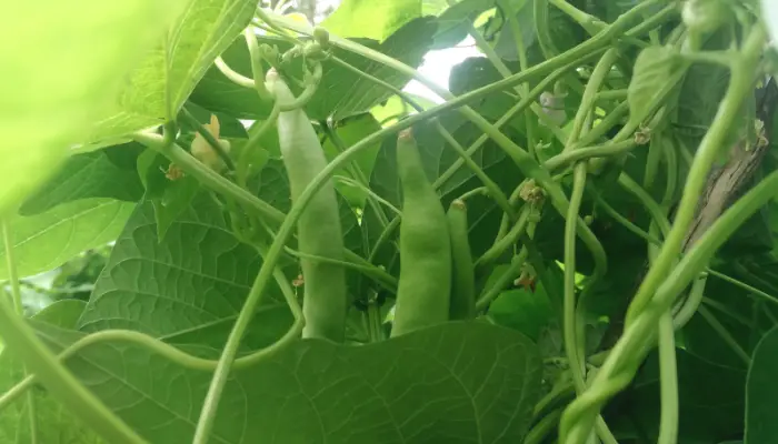 Green Beans Take to Grow