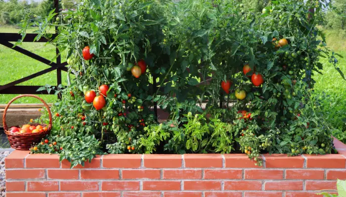 Growing Tomatoes in Raised Beds: The Most Popular Crops